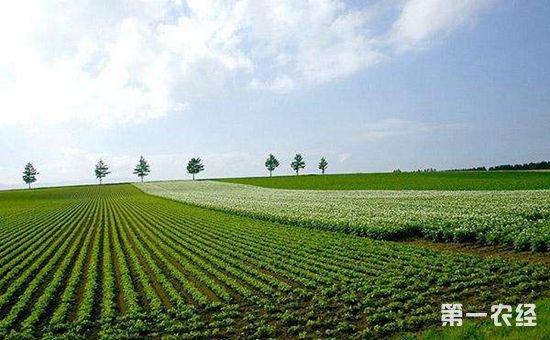 黑龙江调整农业种植结构实现农产品合理种植