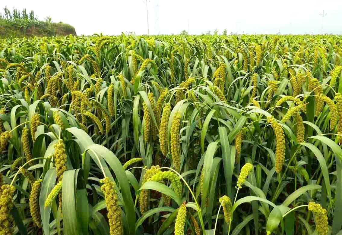 土地承包 代理种植农作物 有机农产品 五谷杂粮种植 自有土.