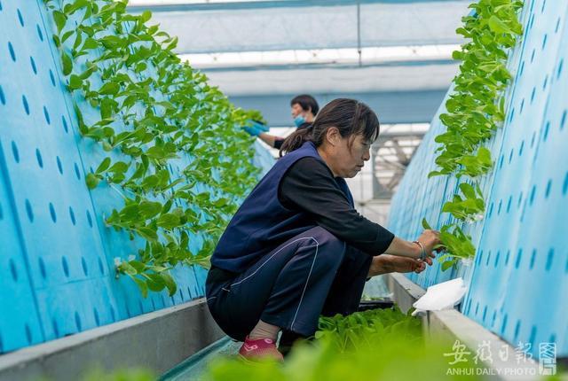 雾耕农业科技示范园植物工厂温室内,工人们在栽种气雾立体栽培蔬菜